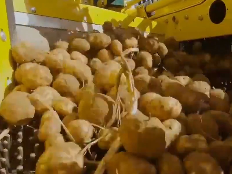 Potato harvester